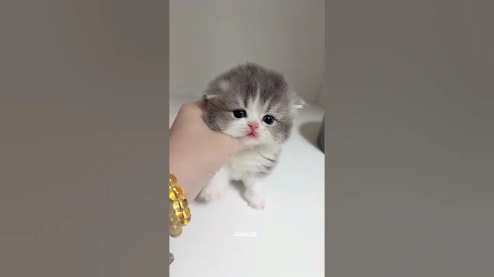 Fun with the cats ✨💕😻 #cat #kitten #shorts #funny #cute