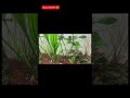 Guppy! #fish #guppyfish #shortvideo#shorts