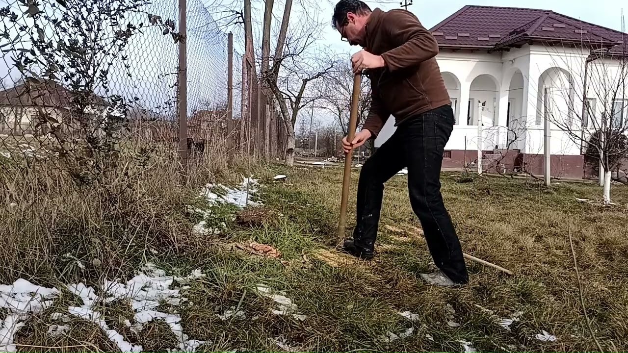 Înlocuiesc un măr bătrân cu doi vișini portaltoi pentru cireș.