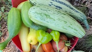 Container Garden Update - Sept 23rd Still Hanging On #GrowYourOwn #NovaScotia #FrugalLiving