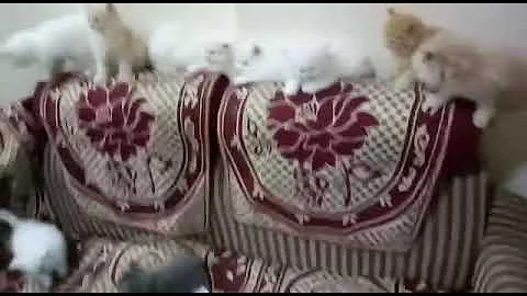 Watch the video about Kittens for sale || All breeds of kittens available at Jaguar's Pet Farms