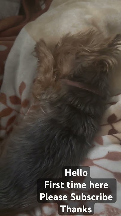 Yorkie Ask For More Cheek Tickling #shorts #yorkshireterrier #pets