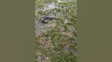 Bắt cá lóc bằng tay không #cacconvat #docla #fishing