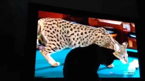 Video 986271: savannah cats kittens, savannah cat attack, cute savannah cat, fight cute