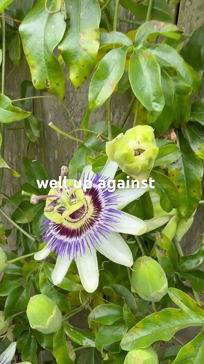 How beautiful is this exotic passionflower in full bloom? #flowers #closeup #Beautiful #uk #flower
