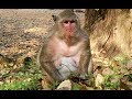 Popeye Pregnancy Nearly Give Birth To New Baby Look So Lonely, One Monkey, Sweetpea Crying Loudly