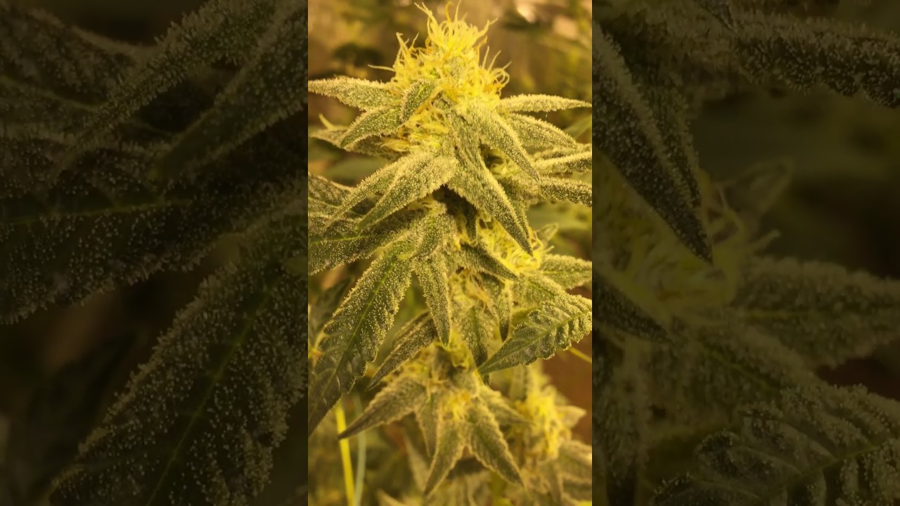 STARKILLER BY RARE DANKNESS week 4