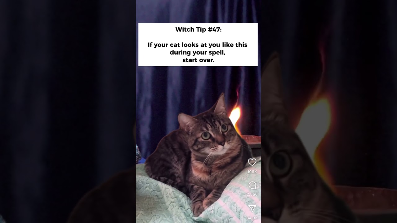 Your cat knows your spell better than you.