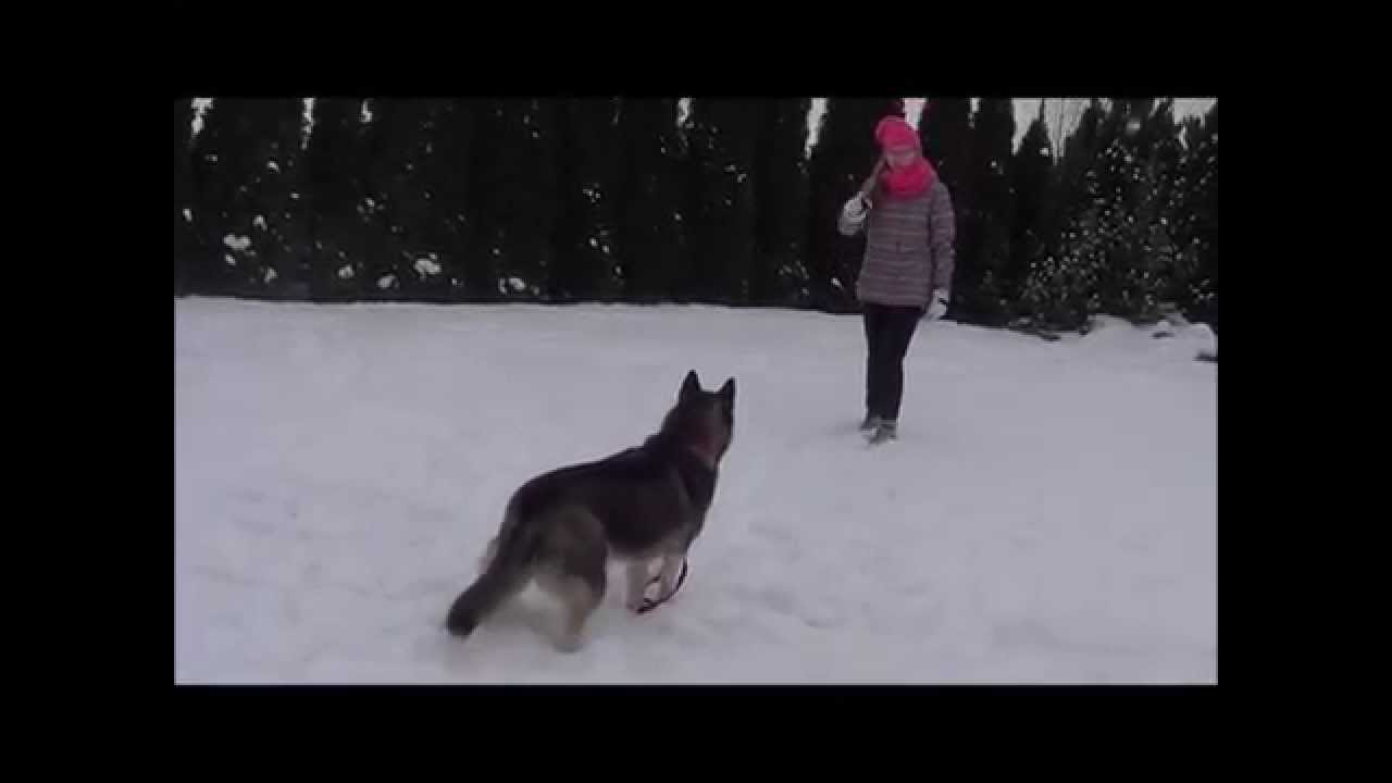 Shaggy Siberian Husky YouTube