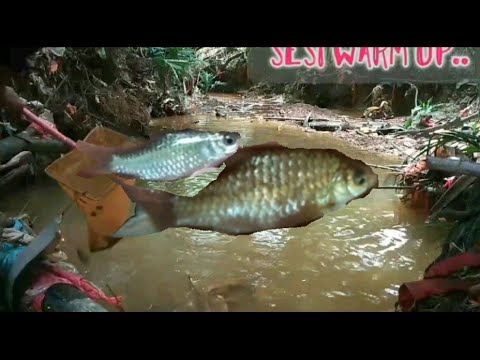 Ikan Tebal Sisik Youtube Ikan Tebal Sisik Youtube