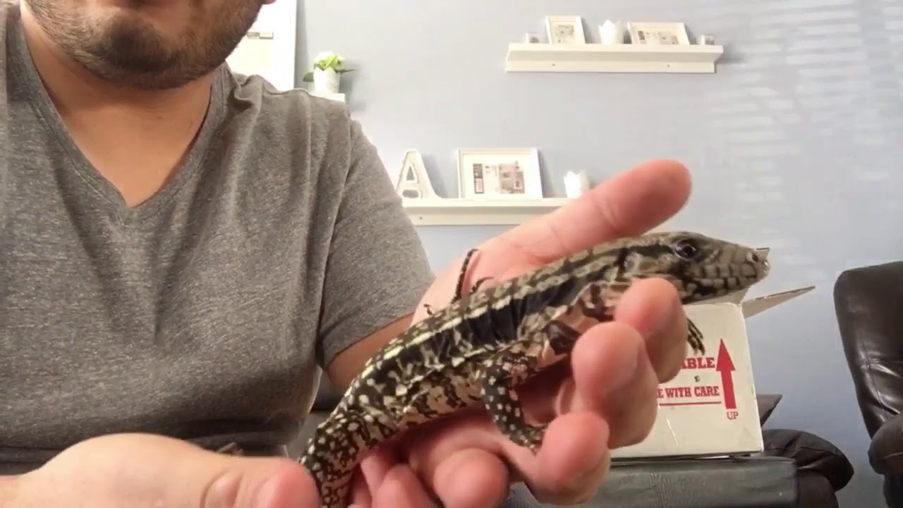 Underground Reptiles Ice Tegu Unboxing.