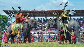 Surin Elephant Fair in Thailand