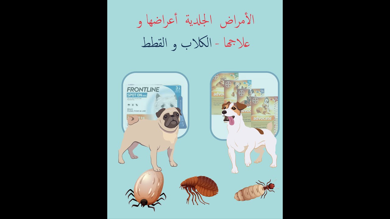 الامراض الجلدية فى الكلاب و القطط  #جرب #كلاب #قطط #براغيث #قمل #فطريات #بثور #جرب الكلاب براغيث قمل