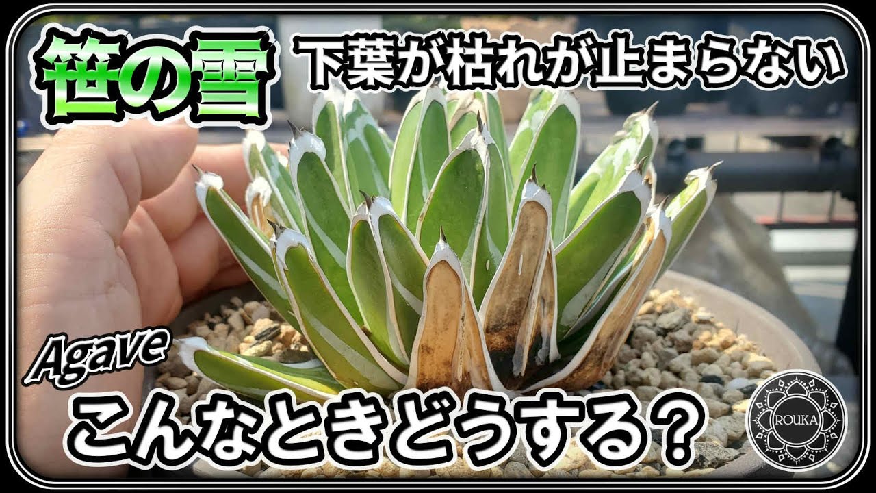 【アガベ】笹の雪の下葉の枯れが止まらない！植え替えで拗れた時の対処法など【Agave】【多肉植物】