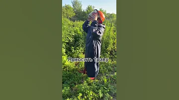 Крот и медведка