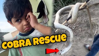 Cobra Snake Rescue Kiya Hatho Me Utha Liya 😱 Viuuu Ko Laga Chata