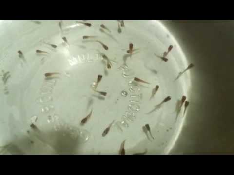 Мальки меченосцев 1 день Мальки меченосцев 1 день