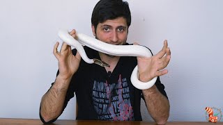 🐍 PIED - The amazing Morph Piebald in Python regius - Its origins 🐍 by Saber Animal 652 views 1 year ago 6 minutes, 45 seconds