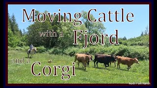 Corgi and Fjord Cattle Drive! #corgis #horses #cattle #farming #ranch #fjords #oregon #animals