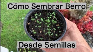 Cómo Sembrar Berro Desde Semillas