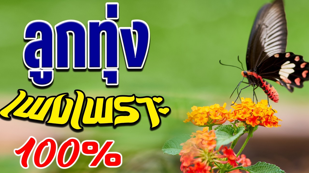 เพลงลูกทุ่งฟังเพราะ 100% เพลงเพราะโดนใจ - คัดมาพิเศษ ฟังต่อเนื่อง #รวมเพลงลูกทุ่งฟังเพราะ #เสียงด