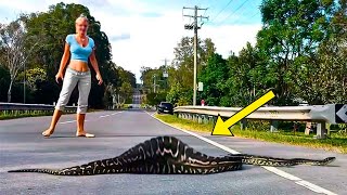 Woman Spots Giant Snake  You Won't Believe What They Found Inside