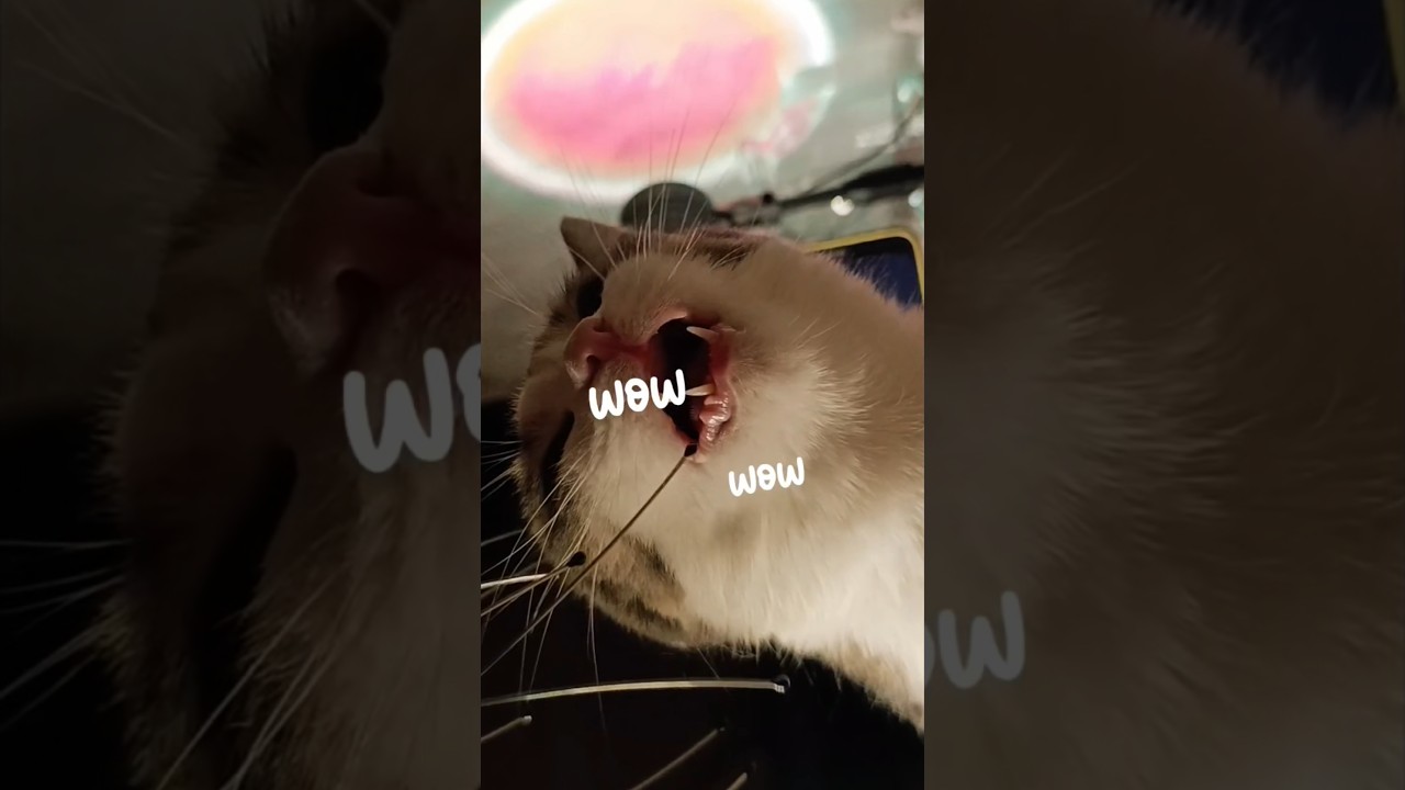 наконец-то я поняла зачем нужна эта штучка