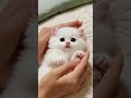 Chota packet, bada dhamaka of love! #cute #kitten #catsofinstagram #meow #petlover #viral #trending