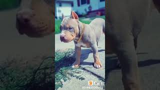 Pitbull Muito Fofinho Pra Status