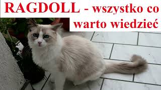 RAGDOLL - wszystko co warto wiedzieć