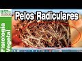 Los PELOS RADICALES 🌱 y su importancia en la jardinería y la AGRICULTURA 👨‍🌾