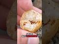 Waterline Banded Chalcedony Agate Amongst the Gravel! | Episode 54 #shorts #agates #rockhounding