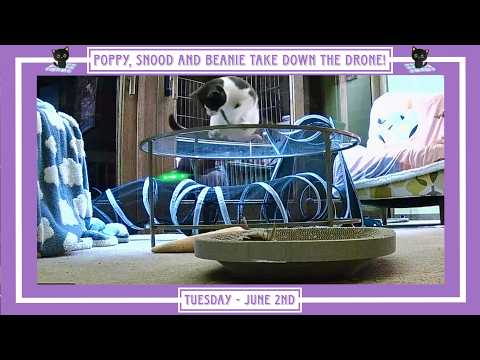 Poppy, Snood and Beanie take down the Drone! - Tuesday June 2nd.