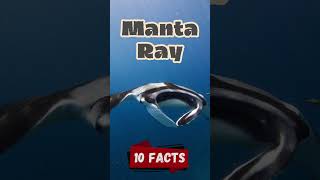 Top 10 Amazing Facts About Manta Rays for Kids! Educational Video #mantarays #seacreatures