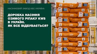 Доробка насіння озимого ріпаку KWS в Україні. Як все відбувається? | Насіннєвий завод КВС-УКРАЇНА