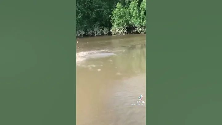 Crocodile 🐊 attack on human 😳#trending #viral #shorts #weather #viralvideo #alligator #crocodile