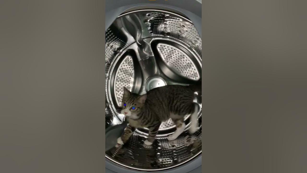 세탁기 돌리는 냥이 🐱 - Youtube