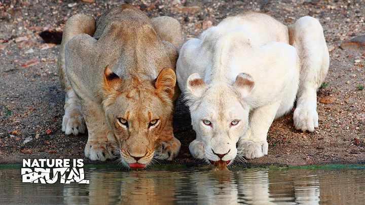 Against All Odds: The Struggle of White Lions in the Brown Savannah | Nature Is Brutal - DayDayNews