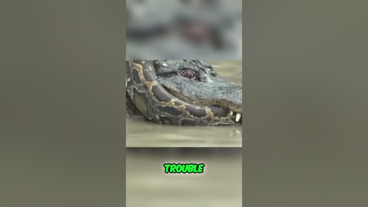 Alligator vs. Python: Epic Showdown in the Everglades - YouTube