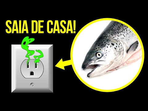 Vídeo: Smelt é O Famoso Peixe De São Petersburgo. Hábitos, Onde Pegar O Cheiro, Como Pegar O Cheiro