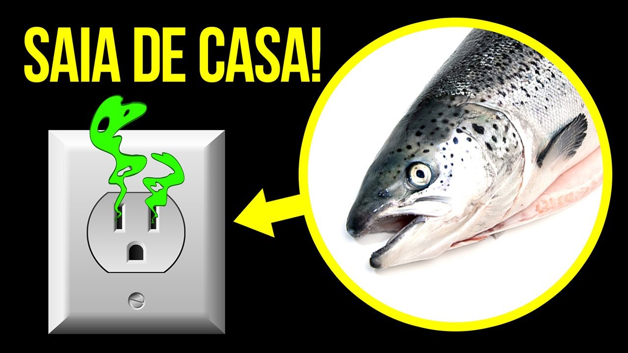 Se Você Sentir Um Cheiro de Peixe, Saia de Casa Imediatamente! YouTube