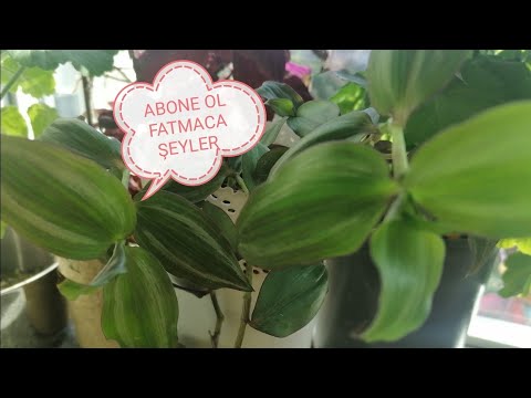 Video: Impatiens Mantarı Hakkında Bilgi - Impatiens Tüylü Küf İçin Bitki Alternatifleri