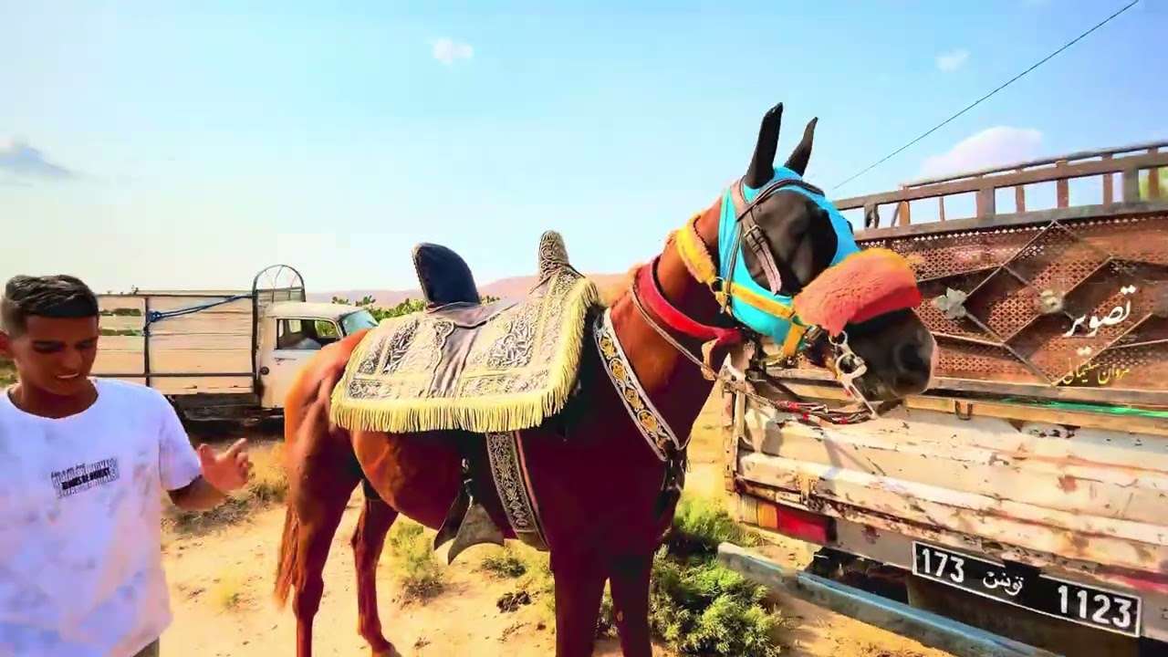زردة سيدي عبيد الصخيرات فريانة