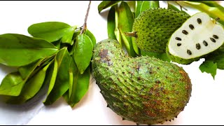 10 Health Benefits and Uses of Soursop Leaf & Fruit
