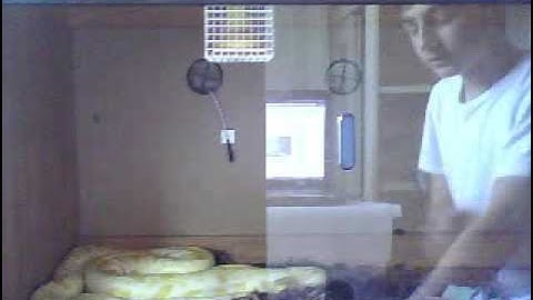 Male albino burmese python ( quick video)