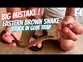 Snake catcher makes huge mistake  eastern brown stuck in glue trap