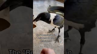 Abcs Of Animal Behavior