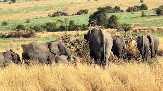 IMG 4687 #elephants