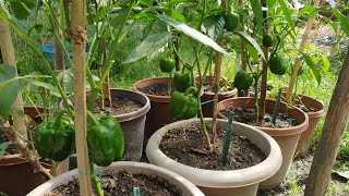 Growing bell peppers from store bought / growing bell peppers from seed at home