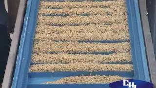 CHL Peanut Handling Incline Conveyor by CHL Systems 422 views 7 years ago 29 seconds